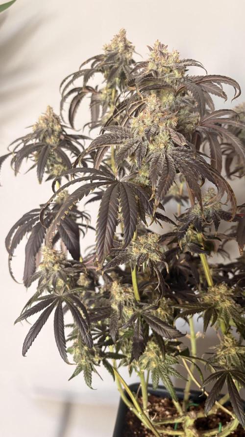 Khalifa limon Bianco mono. Week 17