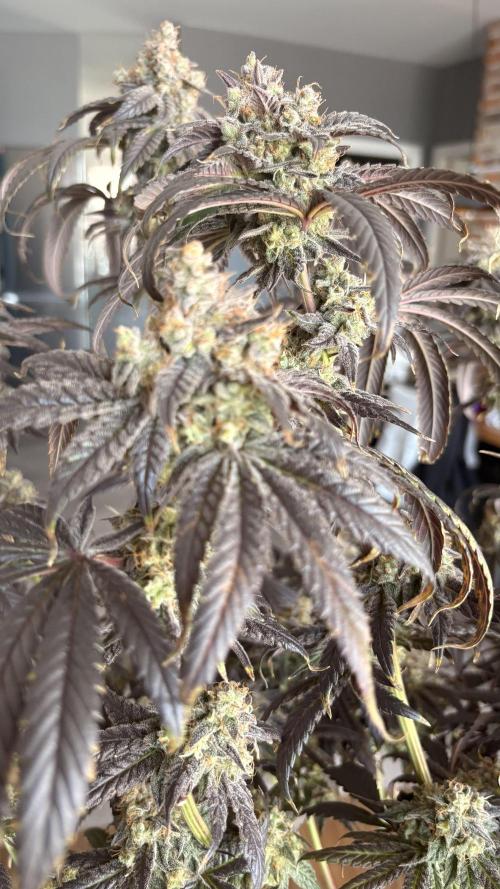 Khalifa limon Bianco mono. Week 17