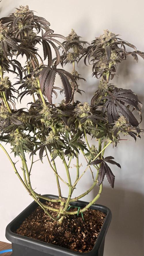 Khalifa limon Bianco mono. Week 17