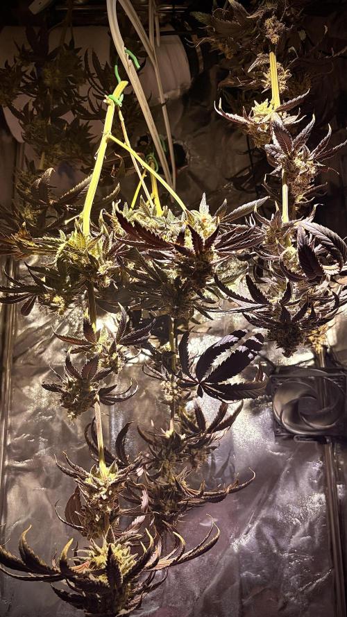 Khalifa limon Bianco mono. Week 17