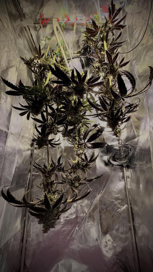 Khalifa limon Bianco mono. Week 17