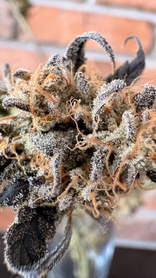 Khalifa limon Bianco mono. Week 17