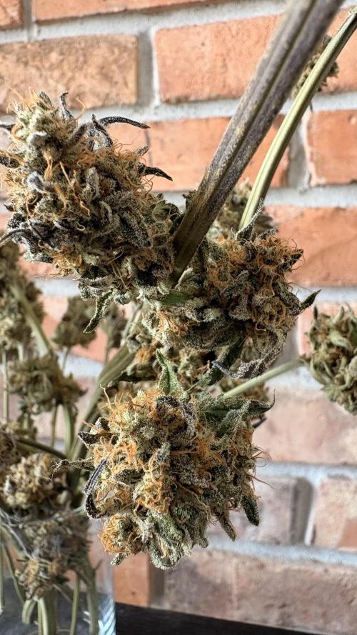 Khalifa limon Bianco mono. Week 17