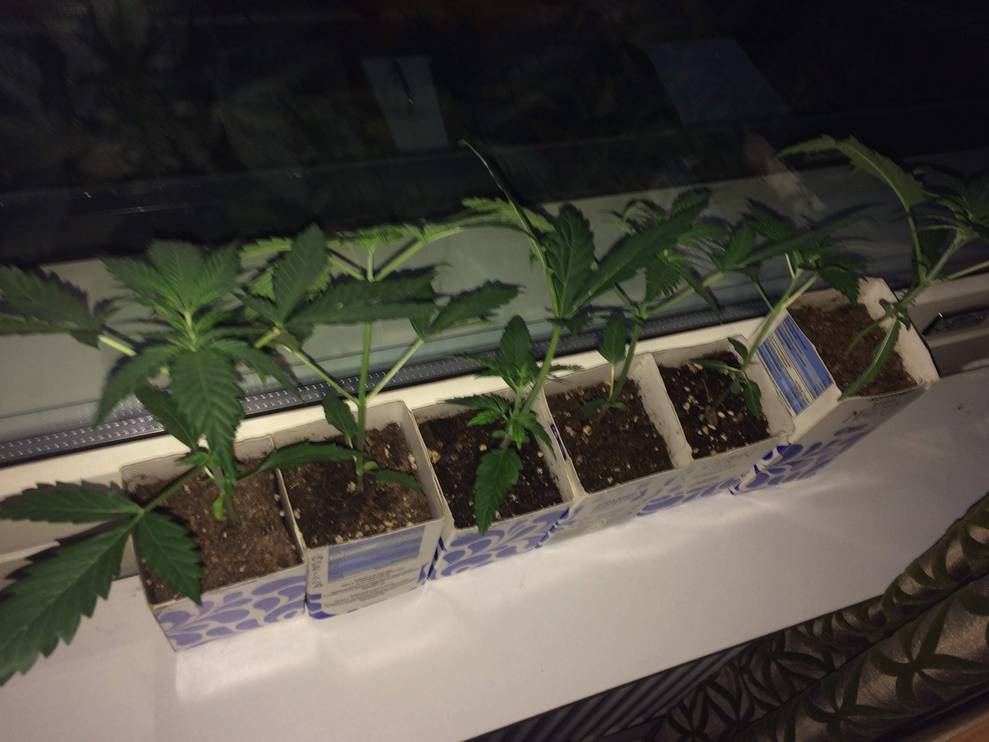 Auto Seeds Gorilla Glue Auto grow diary (journal) week1 by Elmo420
