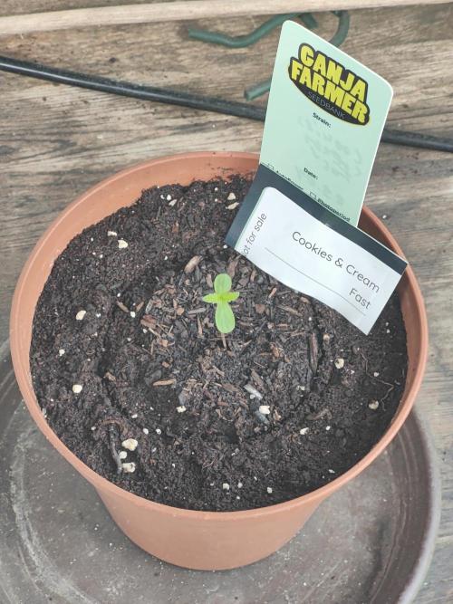 Ganja Farmer Freebie Grow. Week 0 - Cookies and Cream Fast