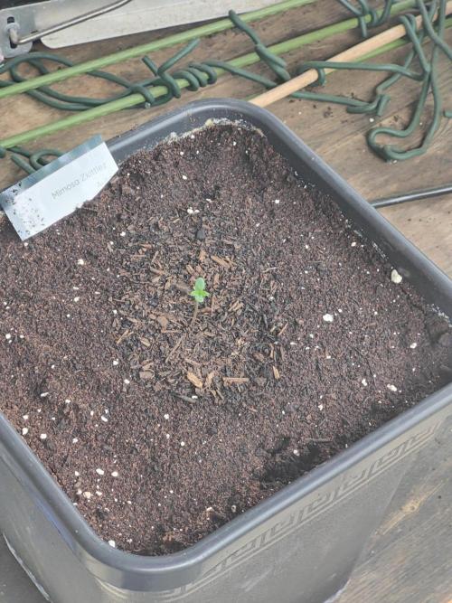 Ganja Farmer Freebie Grow. Week 0 - Mimosa Zkittlez Auto