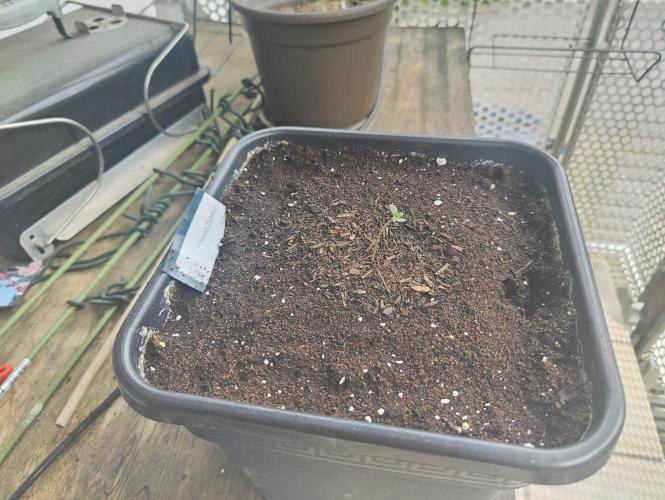 Ganja Farmer Freebie Grow. Week 0 - Mimosa Zkittlez Auto
