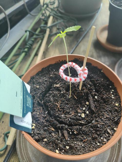 Ganja Farmer Freebie Grow. Week 1 - Cookies and Cream Fast