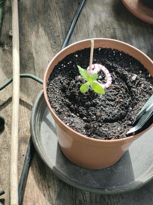 Ganja Farmer Freebie Grow. Week 1 - Cookies and Cream Fast