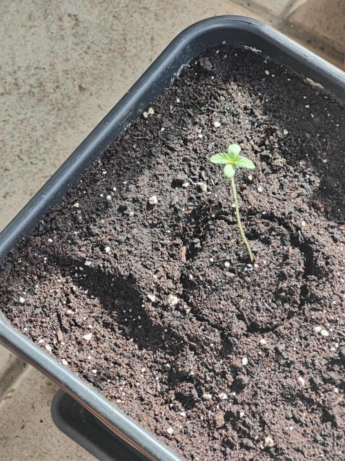 Ganja Farmer Freebie Grow. Week 1 - Mimosa Zkittlez Auto
