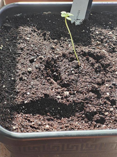 Ganja Farmer Freebie Grow. Week 1 - Mimosa Zkittlez Auto