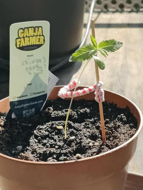 Ganja Farmer Freebie Grow. Week 2 - 
Cookies and Cream Fast