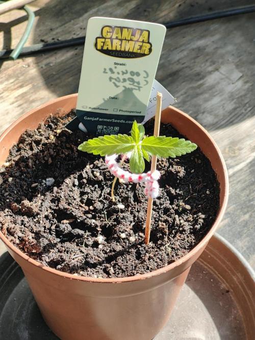 Ganja Farmer Freebie Grow. Week 2 - 
Cookies and Cream Fast