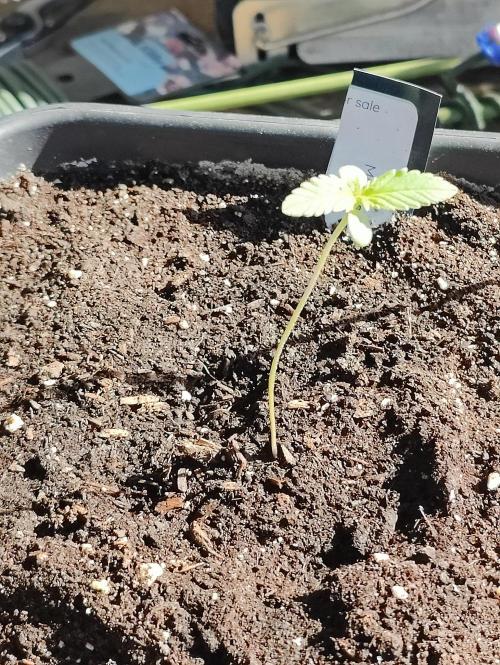 Ganja Farmer Freebie Grow. Week 2 - 
Mimosa Zkittlez Auto