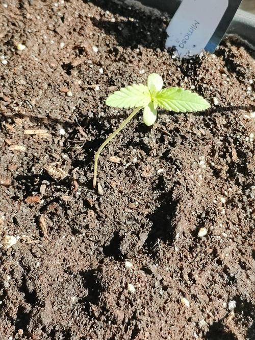 Ganja Farmer Freebie Grow. Week 2 - 
Mimosa Zkittlez Auto