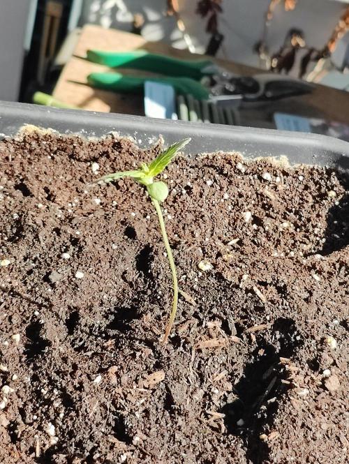 Ganja Farmer Freebie Grow. Week 2 - 
Mimosa Zkittlez Auto
