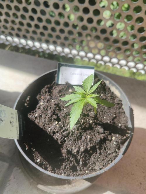 Ganja Farmer Freebie Grow. Week 3 - 
Cookies and Cream Fast