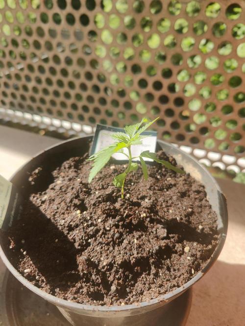 Ganja Farmer Freebie Grow. Week 3 - 
Cookies and Cream Fast