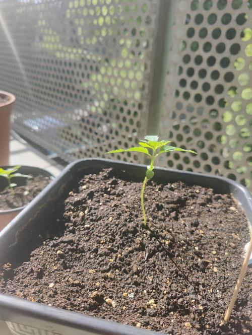 Ganja Farmer Freebie Grow. Week 3 - 
Mimosa Zkittlez Auto