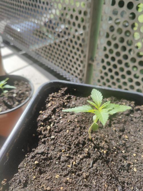 Ganja Farmer Freebie Grow. Week 3 - 
Mimosa Zkittlez Auto
