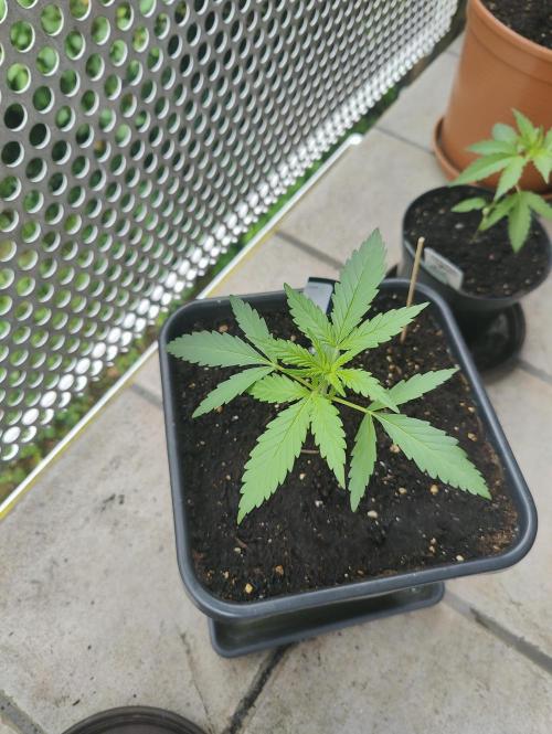 Ganja Farmer Freebie Grow. Week 4 - Mimosa Zkittlez Auto