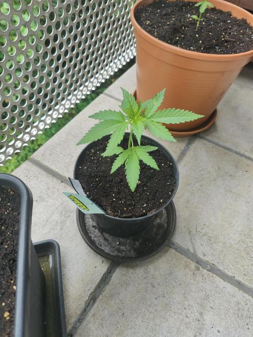 Ganja Farmer Freebie Grow. Week 4 - 
Cookies and Cream Fast