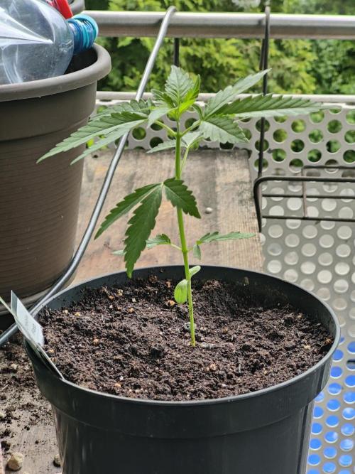 Ganja Farmer Freebie Grow. Week 4 - 
Cookies and Cream Fast