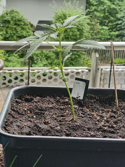 Ganja Farmer Freebie Grow. Week 4 - Mimosa Zkittlez Auto
