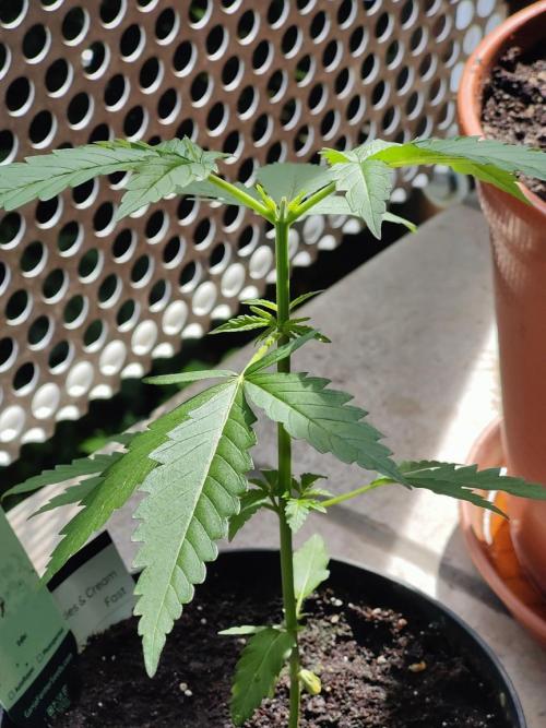 Ganja Farmer Freebie Grow. Week 5 - 
Cookies and Cream Fast