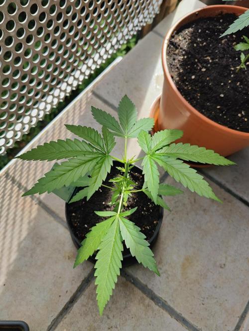 Ganja Farmer Freebie Grow. Week 5 - 
Cookies and Cream Fast