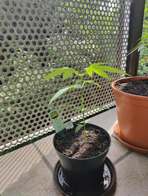 Ganja Farmer Freebie Grow. Week 5 - 
Cookies and Cream Fast