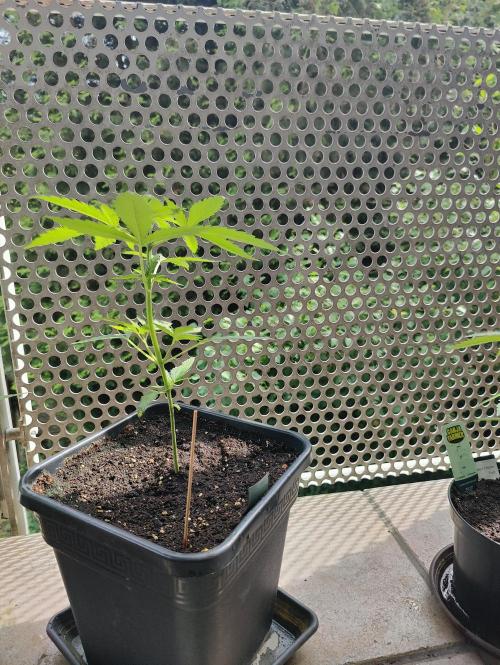 Ganja Farmer Freebie Grow. Week 5 - 
Mimosa Zkittlez Auto