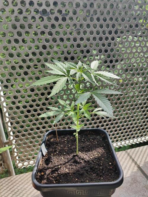Ganja Farmer Freebie Grow. Week 5 - 
Mimosa Zkittlez Auto