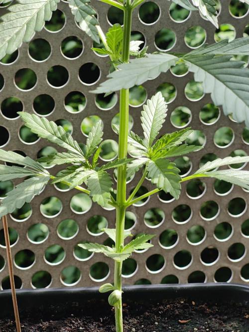Ganja Farmer Freebie Grow. Week 5 - 
Mimosa Zkittlez Auto