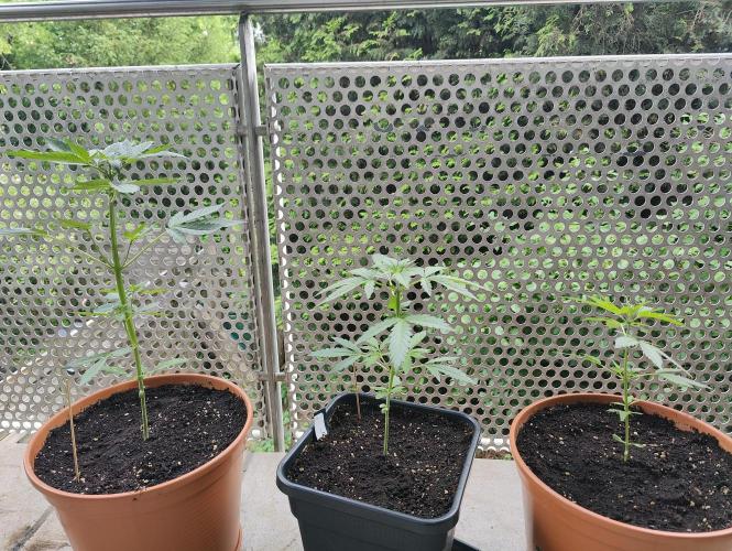 Ganja Farmer Freebie Grow. Week 5 - For comparison:
Apple Fritter, Mimosa Zkittlez,  Sucker Punch