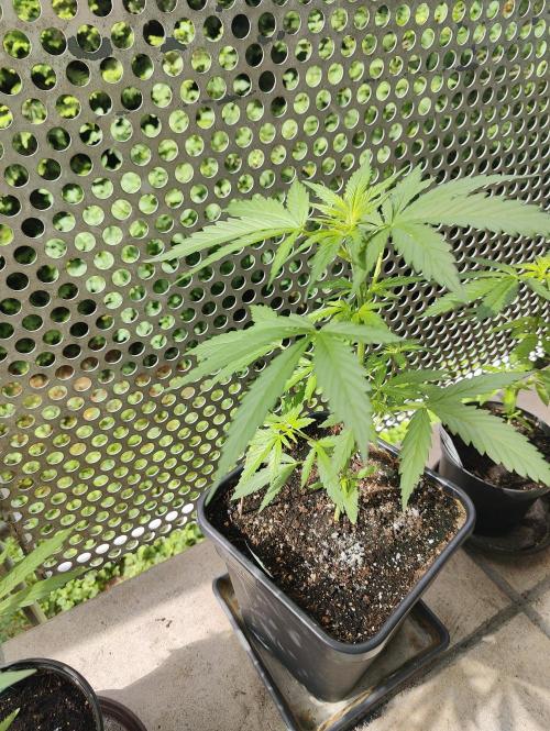 Ganja Farmer Freebie Grow. Week 6 - Mimosa Zkittlez Auto