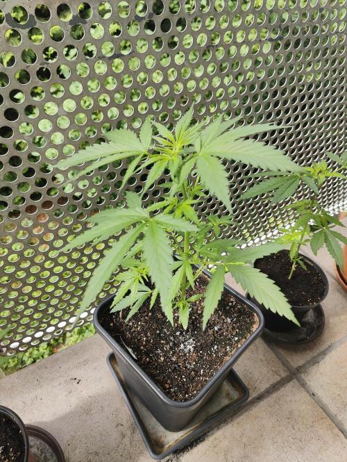 Ganja Farmer Freebie Grow. Week 6 - Mimosa Zkittlez Auto
