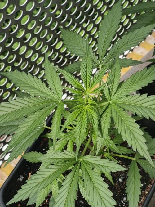 Ganja Farmer Freebie Grow. Week 6 - Mimosa Zkittlez Auto