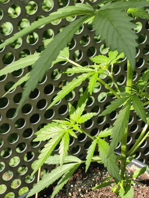 Ganja Farmer Freebie Grow. Week 6 - Mimosa Zkittlez Auto
