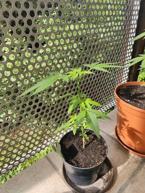 Ganja Farmer Freebie Grow. Week 6 - Cookies and Cream Fast