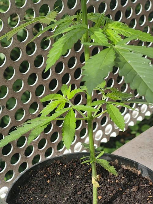 Ganja Farmer Freebie Grow. Week 6 - Cookies and Cream Fast