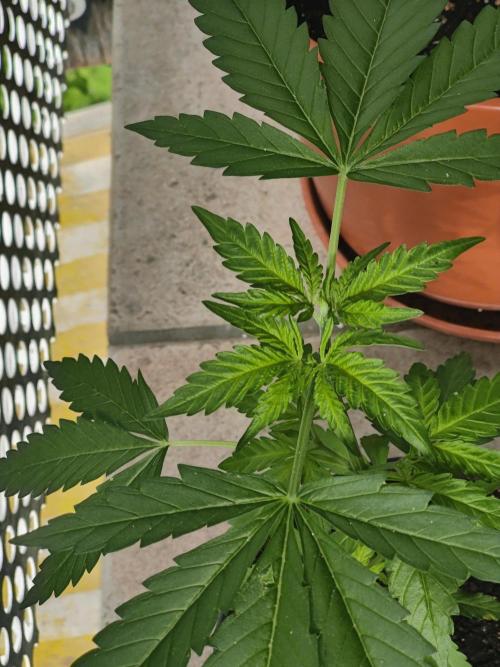 Ganja Farmer Freebie Grow. Week 6 - Cookies and Cream Fast