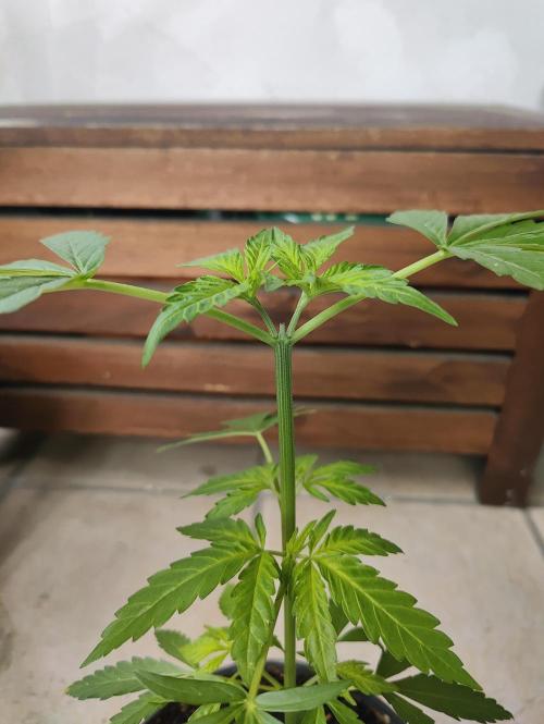 Ganja Farmer Freebie Grow. Week 6 - Cookies and Cream Fast