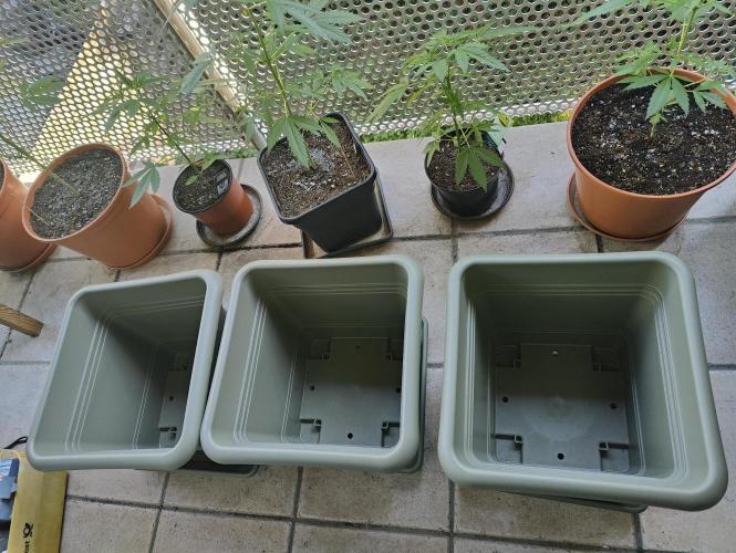 Ganja Farmer Freebie Grow. Week 7 - Preparing the new pots for the photos.