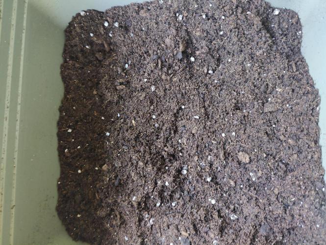 Ganja Farmer Freebie Grow. Week 7 - The soil dry and uncompressed.