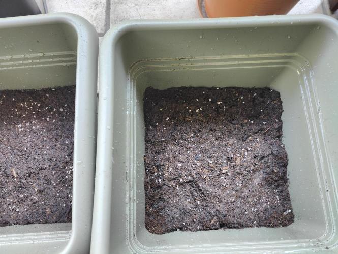 Ganja Farmer Freebie Grow. Week 7 - Compressed and watered.