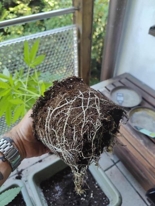 Ganja Farmer Freebie Grow. Week 7 - Cookies and Cream - Nice roots. And just in time.