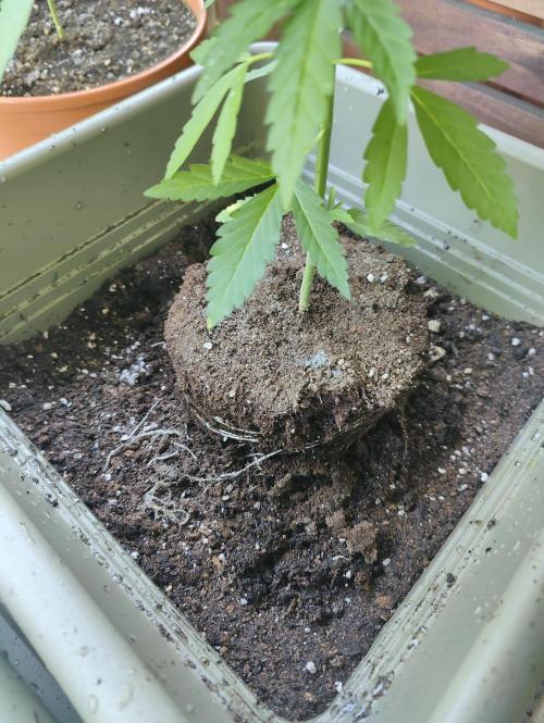 Ganja Farmer Freebie Grow. Week 7 - Cookies and Cream Fast