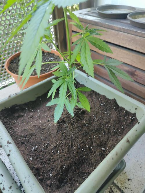 Ganja Farmer Freebie Grow. Week 7 - I used the remaining Compo Light-Mix to top-up the soil.