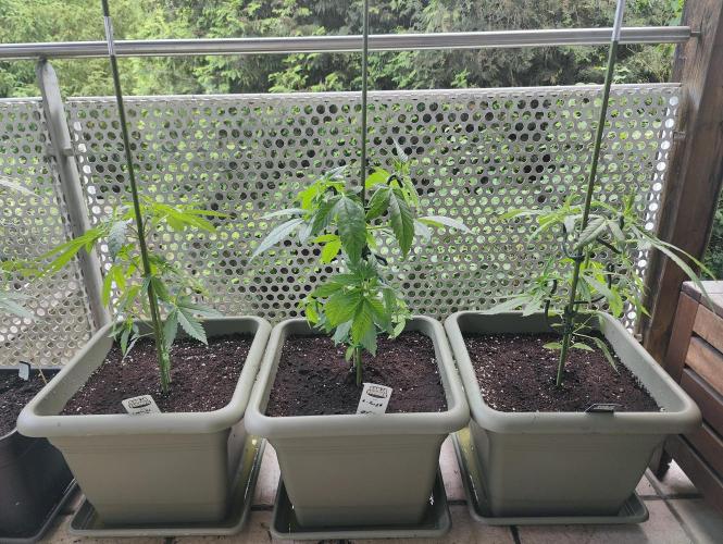 Ganja Farmer Freebie Grow. Week 7 - from left:
Cookies and Cream, Ayahuasca Purple, Sugar Black Rose Early